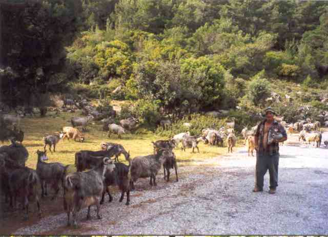 Samos goats